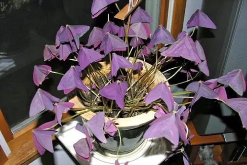 как ухаживать за фиолетовой кислицей в комнатных условиях? можно ли выращивать ее в саду?