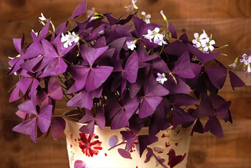 как ухаживать за фиолетовой кислицей в комнатных условиях? можно ли выращивать ее в саду?