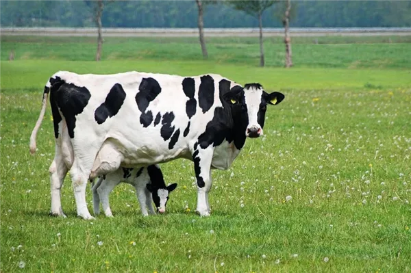 голштинская порода коров. голштинская порода коров характеристика. 3