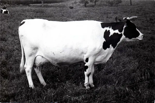 голштинская порода коров. голштинская порода коров характеристика. 6