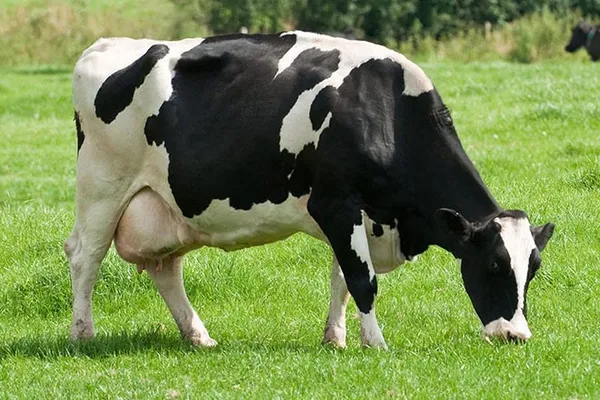 голштинская черно-пестрая корова