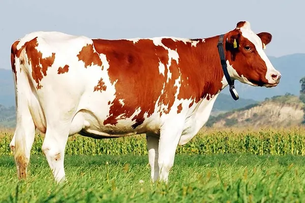 голштинская красно-пестрая корова