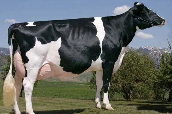 преимущества голштинской коровы