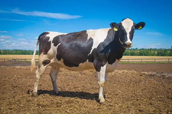 голштинская корова