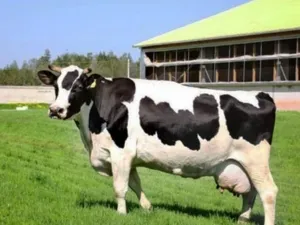 голштинская порода коров. голштинская порода коров характеристика. 2