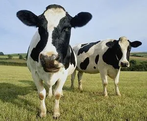 красивая голштинская корова