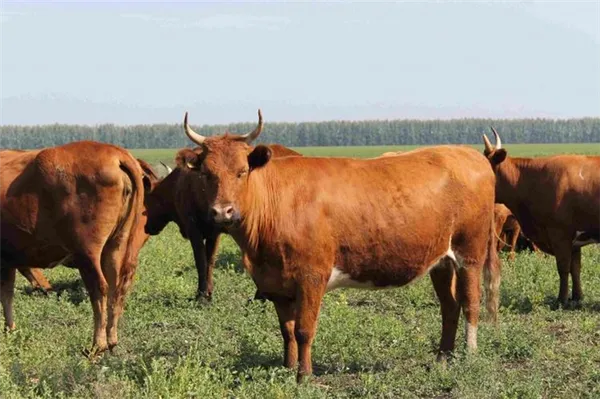красные породы коров и их содержание