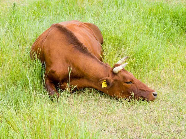 корова лежит на траве