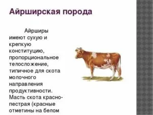 о красной степной породе коров: описание и характеристики, содержание, уход