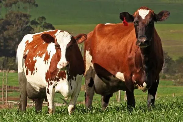 описание красно-пестрой породы коров, преимущества и правила кормления