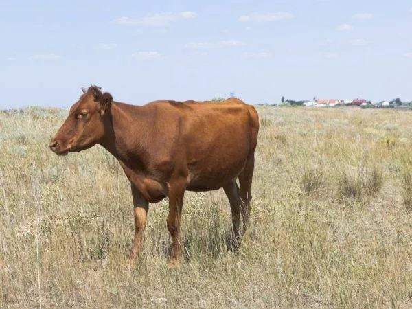 коровы красной степной породы