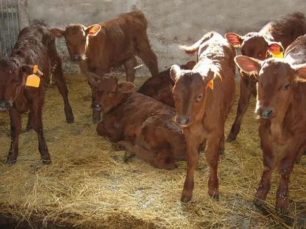 корова красная степная: фото. красная степная порода коров. 7