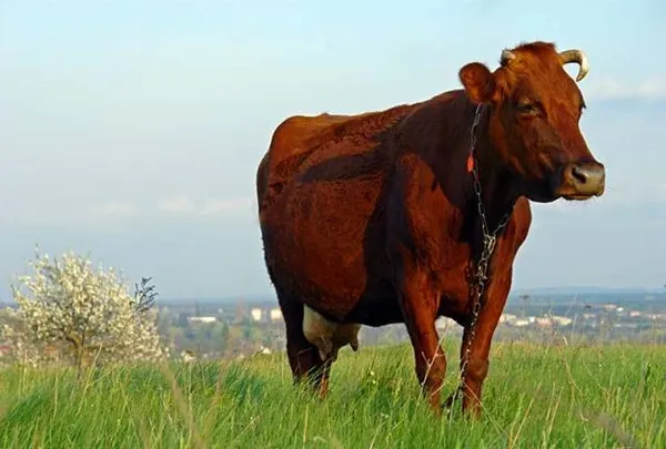 корова красная степная: фото. красная степная порода коров. 4