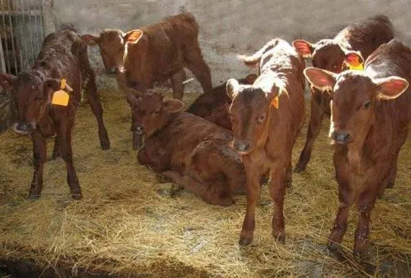 корова красная степная: фото. красная степная порода коров. 6