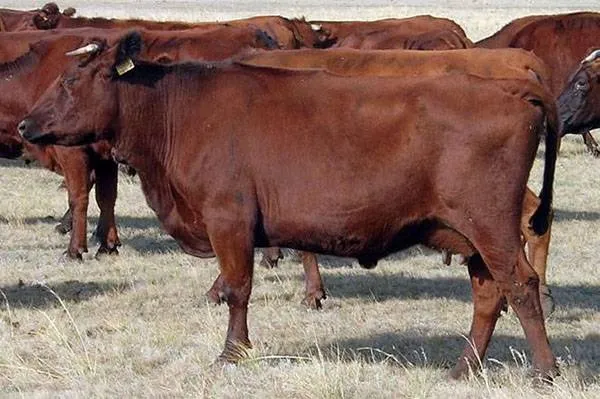 корова красная степная: фото. красная степная порода коров. 5