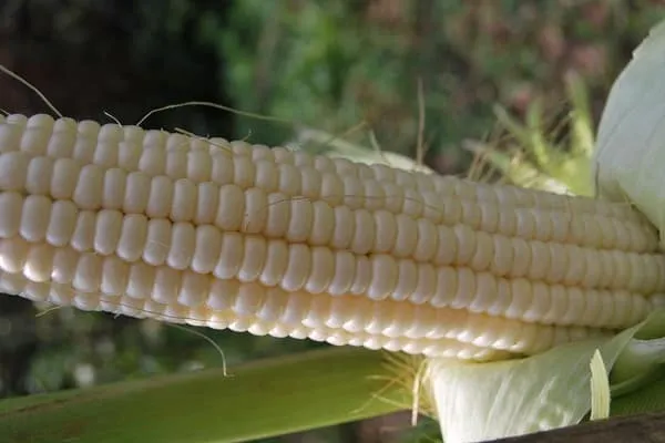 гибриды кукурузы