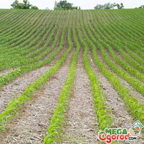 основные правила посадки кукурузы на силос