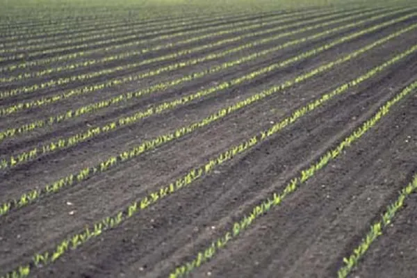 технология возделывания кукурузы на силос, уборка, сорта и урожайность