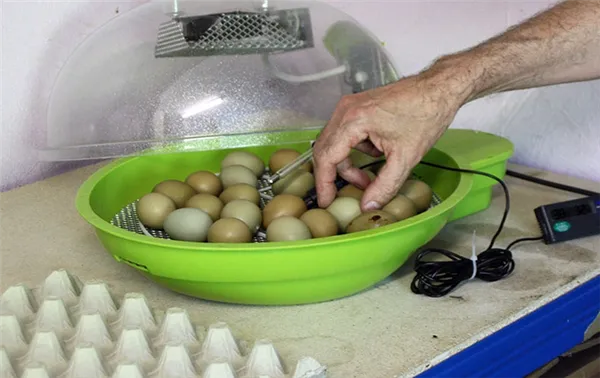 закладка яиц фазана в инкубатор