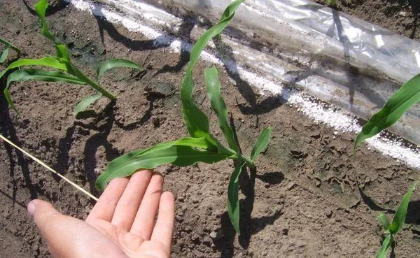 кукуруза в открытом грунте