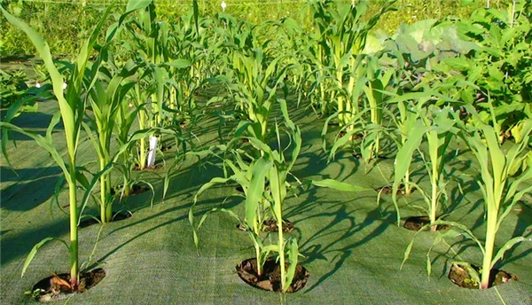 кукуруза растение