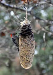 съедобная кормушка для птиц своими руками: из зерна, желатина и тыквы