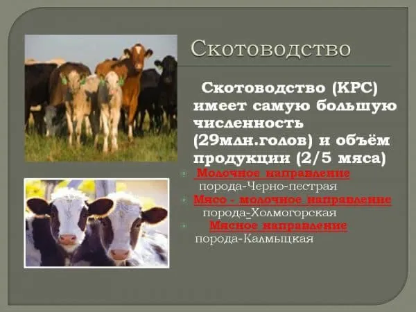 породы коров молочного направления в россии: характеристика, как выбрать. породы коров в россии. 11