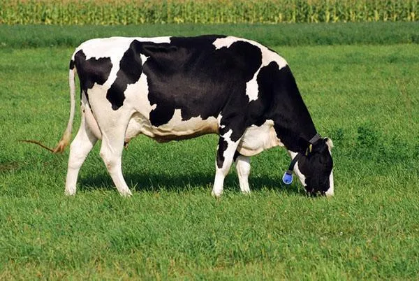 голштинская порода коров