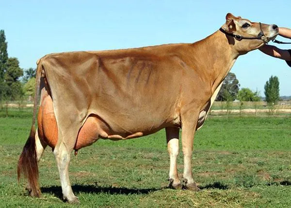джейсерская порода коров