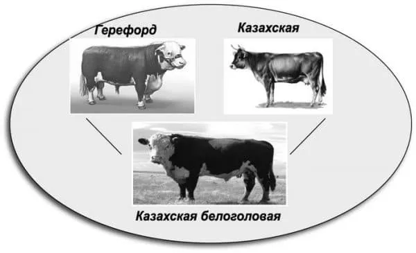 породы коров молочного направления в россии: характеристика, как выбрать. породы коров в россии. 12