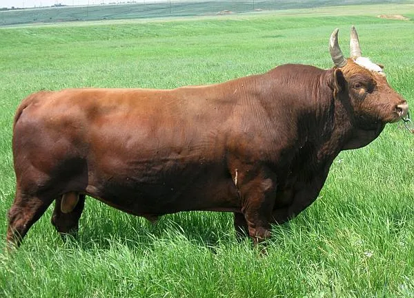 бык - мясной скот калмыцкой породы