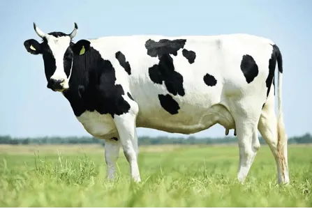 породы молочных коров