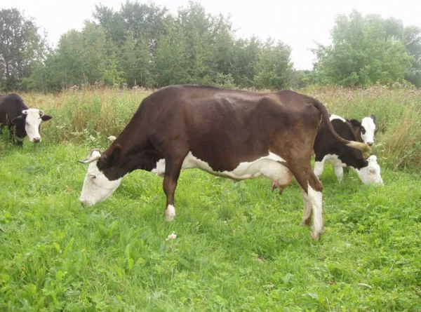 породы коров молочного направления в россии: характеристика, как выбрать. породы коров в россии. 8