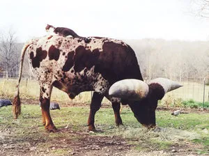 самый большой бык в мире
