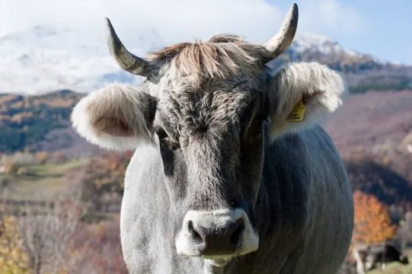 8 пород самых больших быков в мире