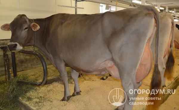 у молочных коров вымя большое и округлое с сосками, имеющими средние размеры и цилиндрическую форму