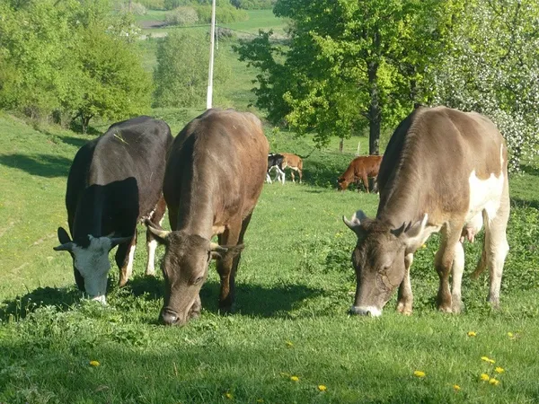 изображение пасущихся коров швицкой породы