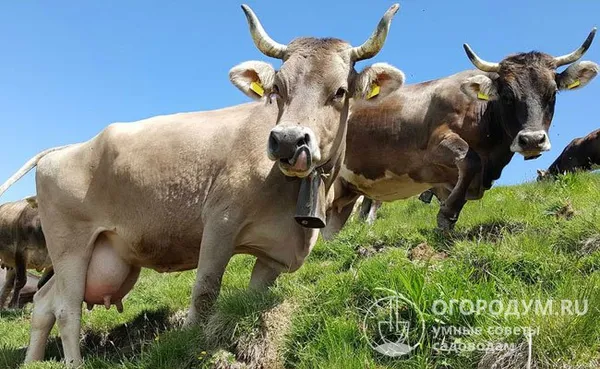 благодаря сильным ногам с крепкими копытами швицкие коровы хорошо приспособлены к большинству типов пастбищ