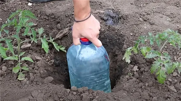 пластиковую бутылку с красной крышкой устанавливают в глубокую лунку между кустами помидоров