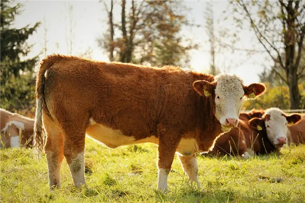 как увеличить продолжительность жизни коровы