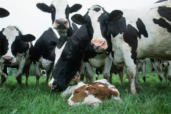 срок беременности у коров. сколько длится беременность у коровы. 3