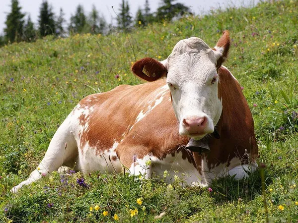 корова на цветочной поляне