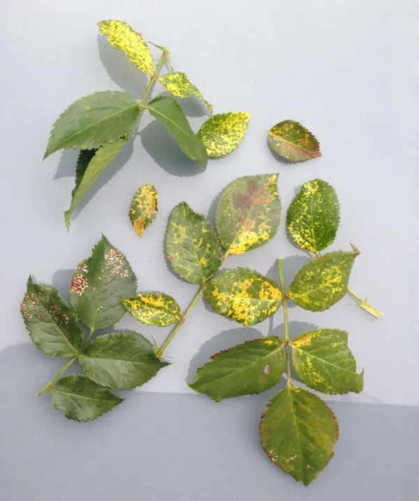 хлороз на листьях растения