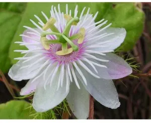 пассифлора цветок белый
