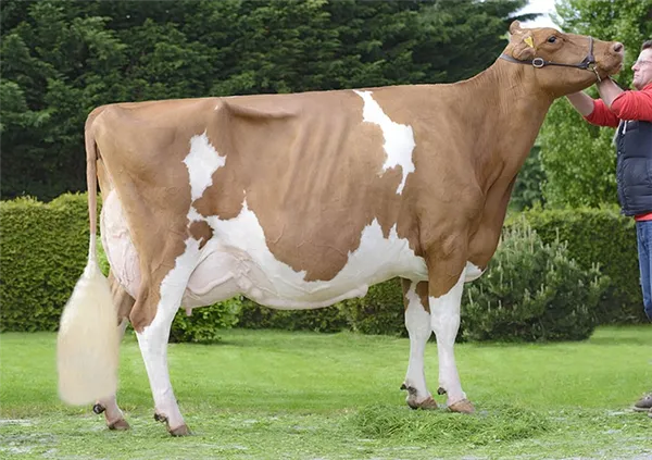 особенности коров молочной породы