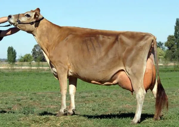 выбираем для личного подсобного хозяйства молочные породы коров. породы коров молочного направления. 7