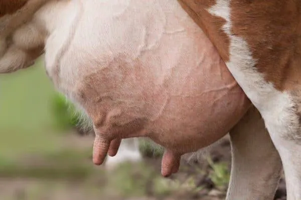 выбираем для личного подсобного хозяйства молочные породы коров. породы коров молочного направления. 8