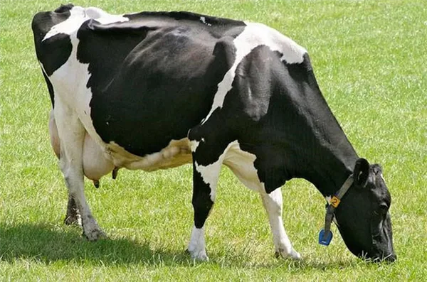 голландская порода коров