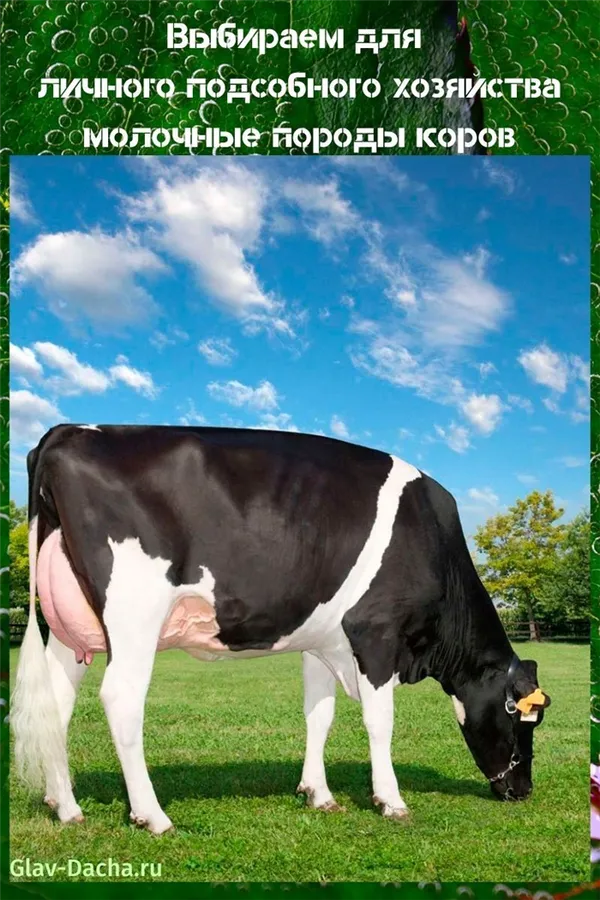 молочные породы коров