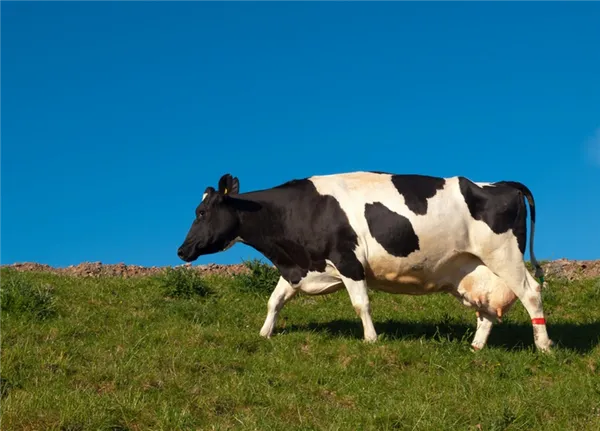 выбираем для личного подсобного хозяйства молочные породы коров. породы коров молочного направления. 5